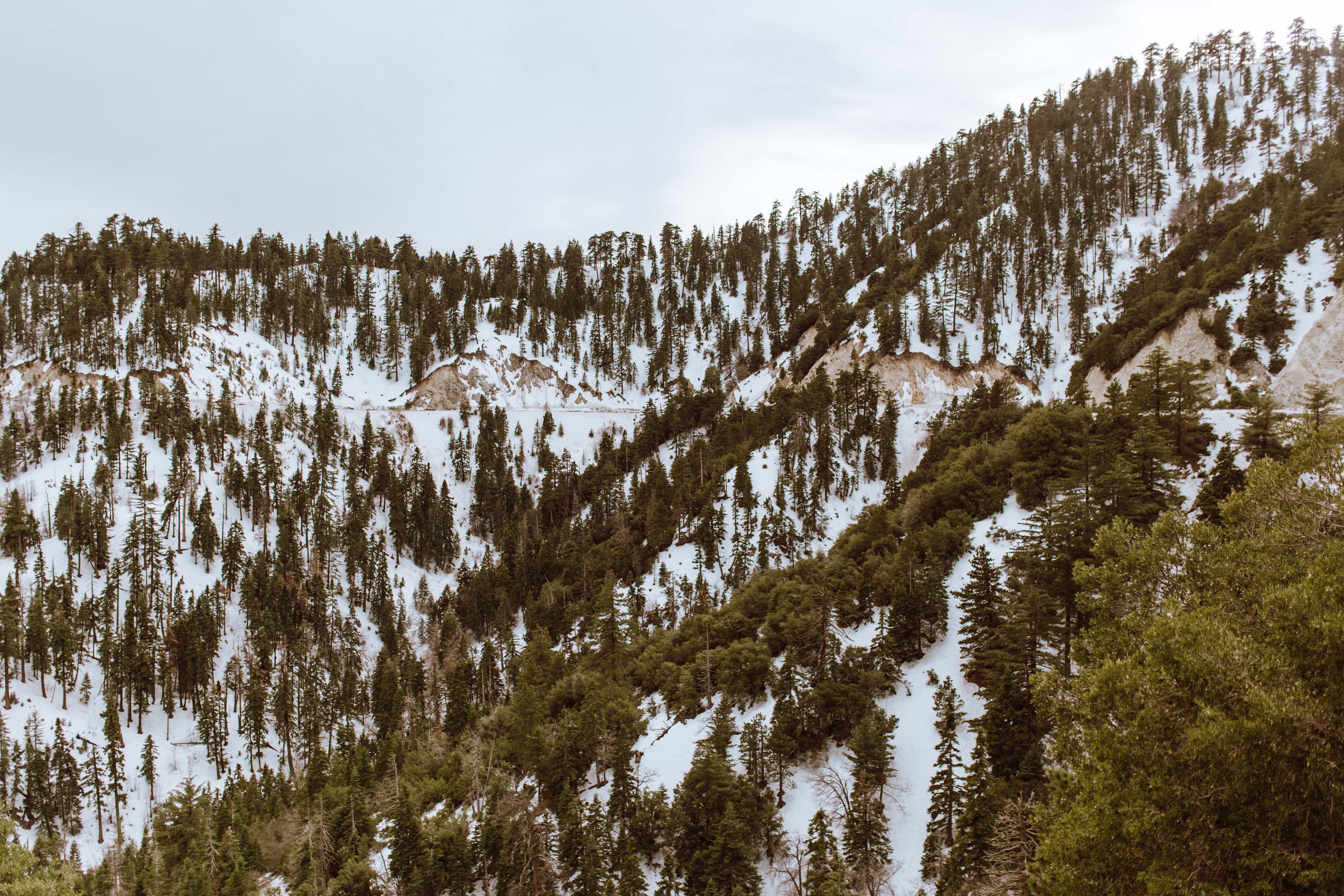 snow-covered forested mountains