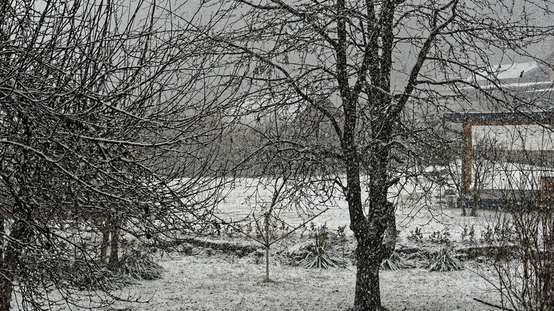 Snow-covered Garden — Black, Cold