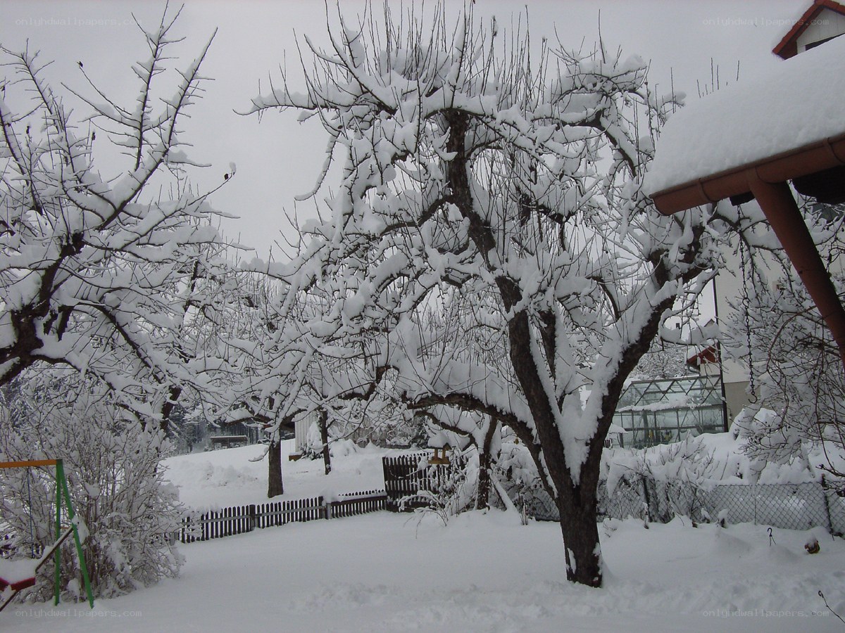 Snow-covered garden in winter