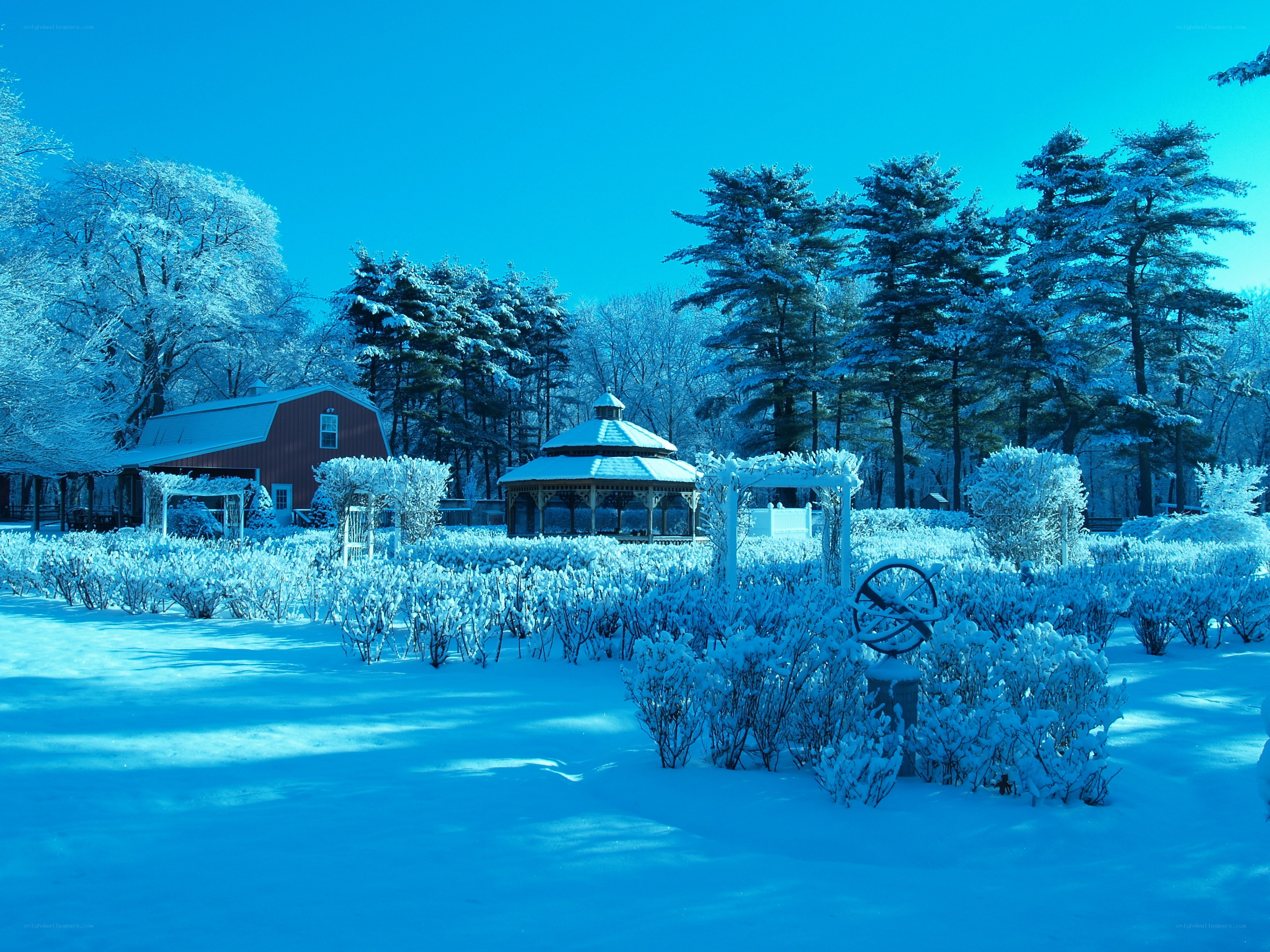 Snow-covered garden in winter