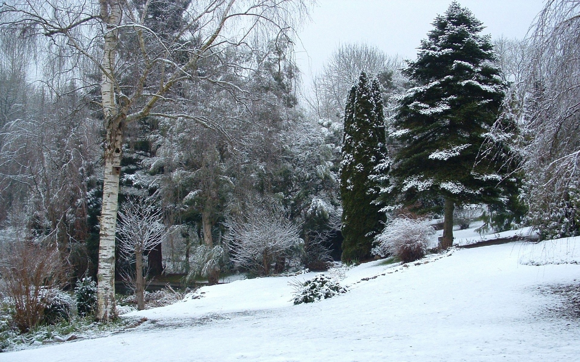 Snow-covered garden in winter