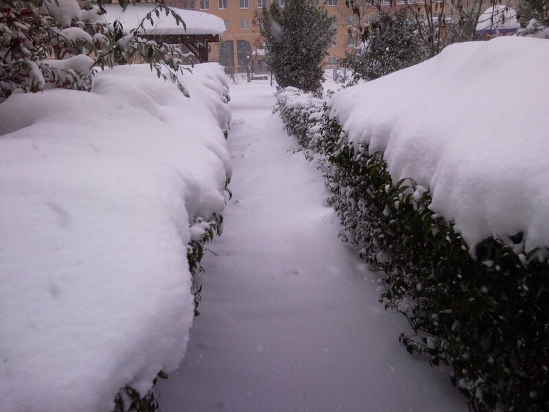 Snow-covered garden path