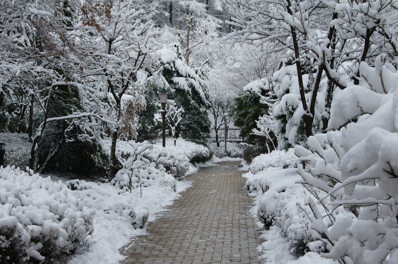 Snow-covered Garden Path — White, Serene