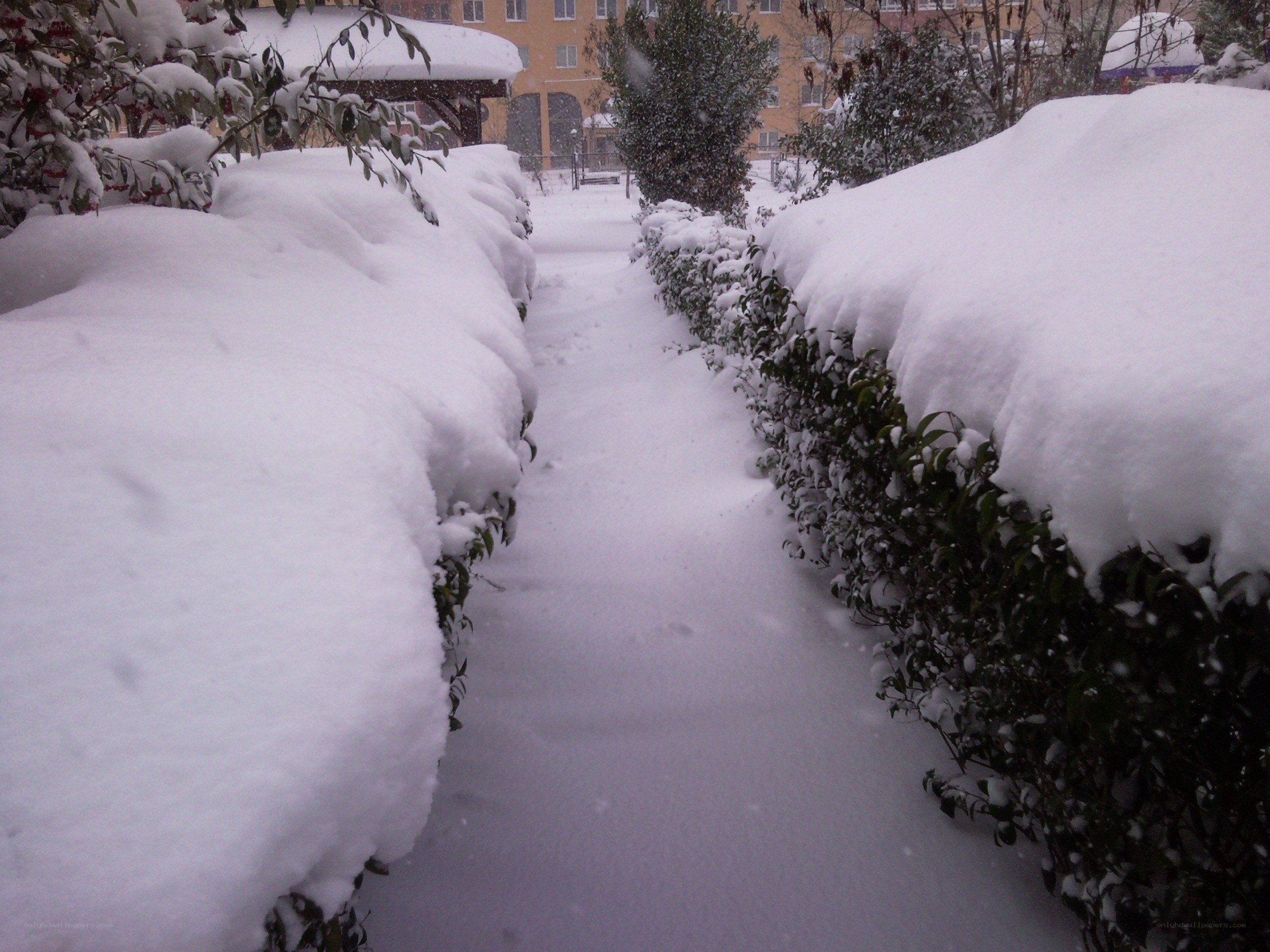 Snow-covered garden path