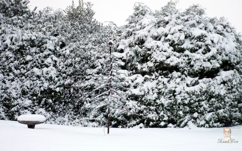 Snow-covered garden scene