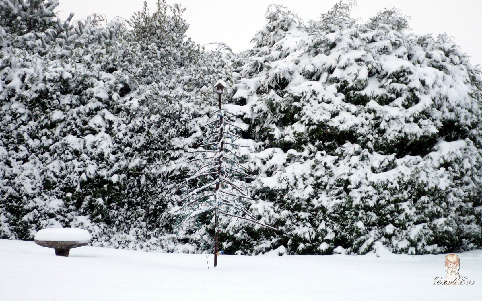 Snow-covered garden scene