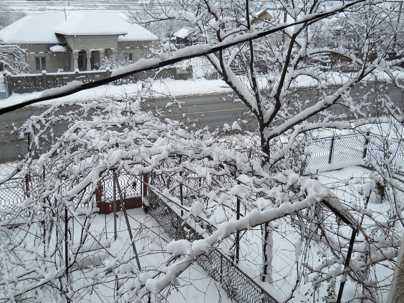 Snow-covered Garden Trellis