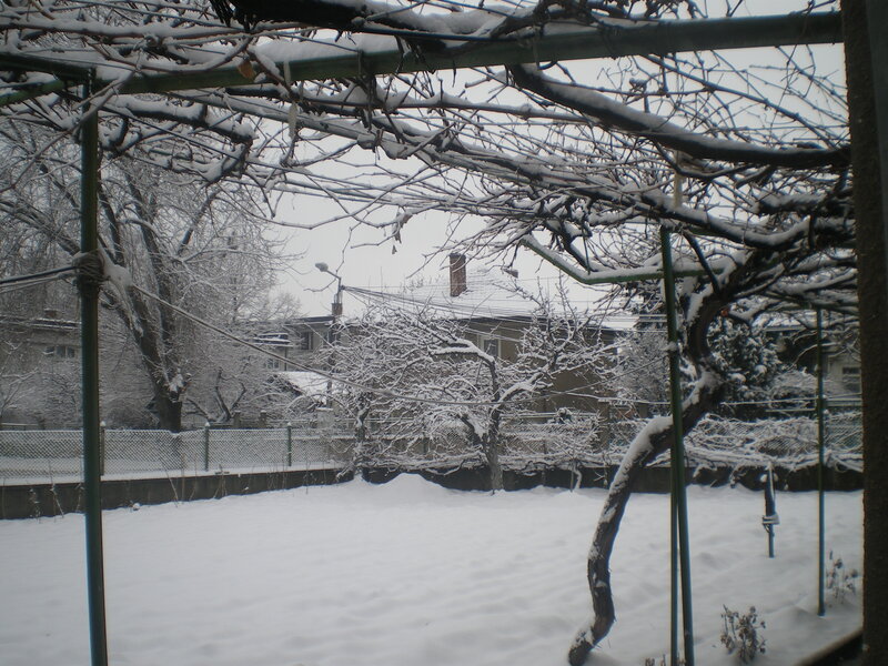 Snow-covered Garden — White, Calm
