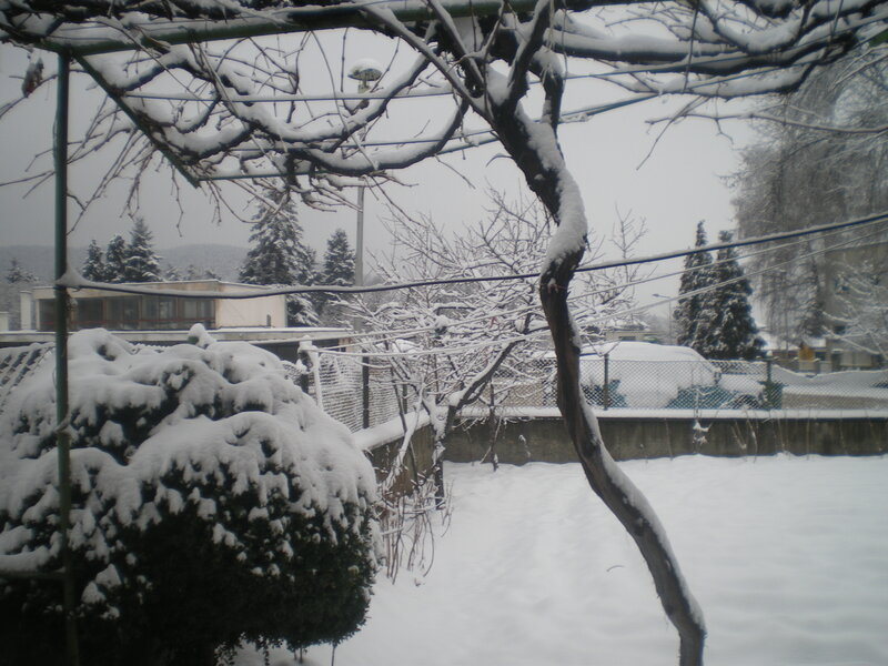 Snow-covered Garden — White, Calm, Winter