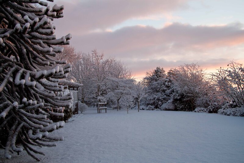 Snow-covered Garden — White, Serene, Winter