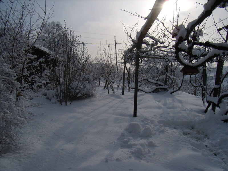 Snow-covered Garden — White