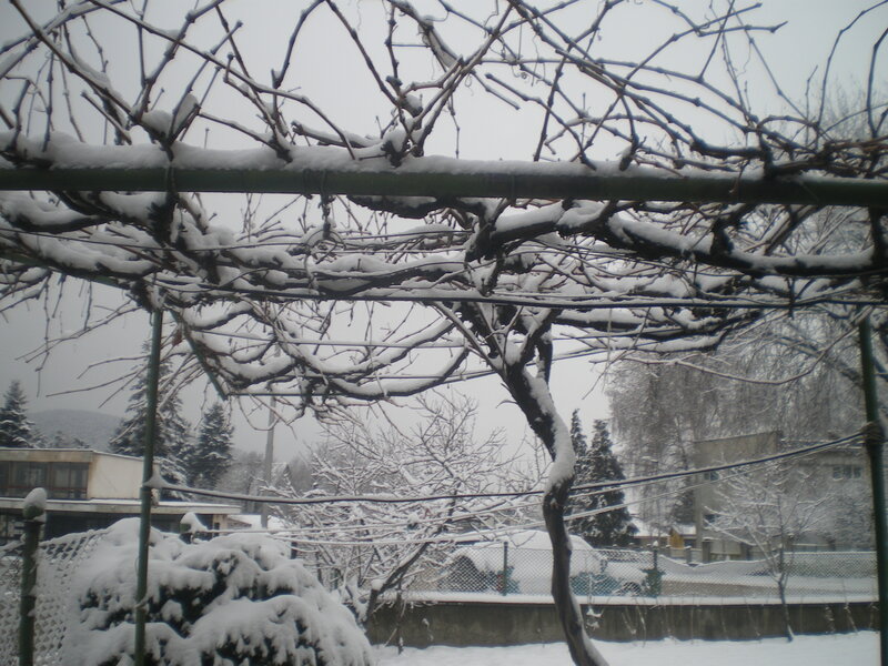 Snow-covered Grape Arbor
