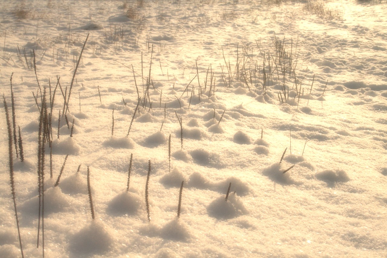 Snow-covered grass in sunlight