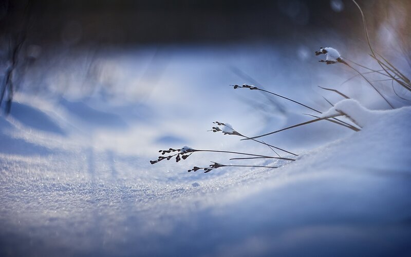 Snow-covered grass in winter