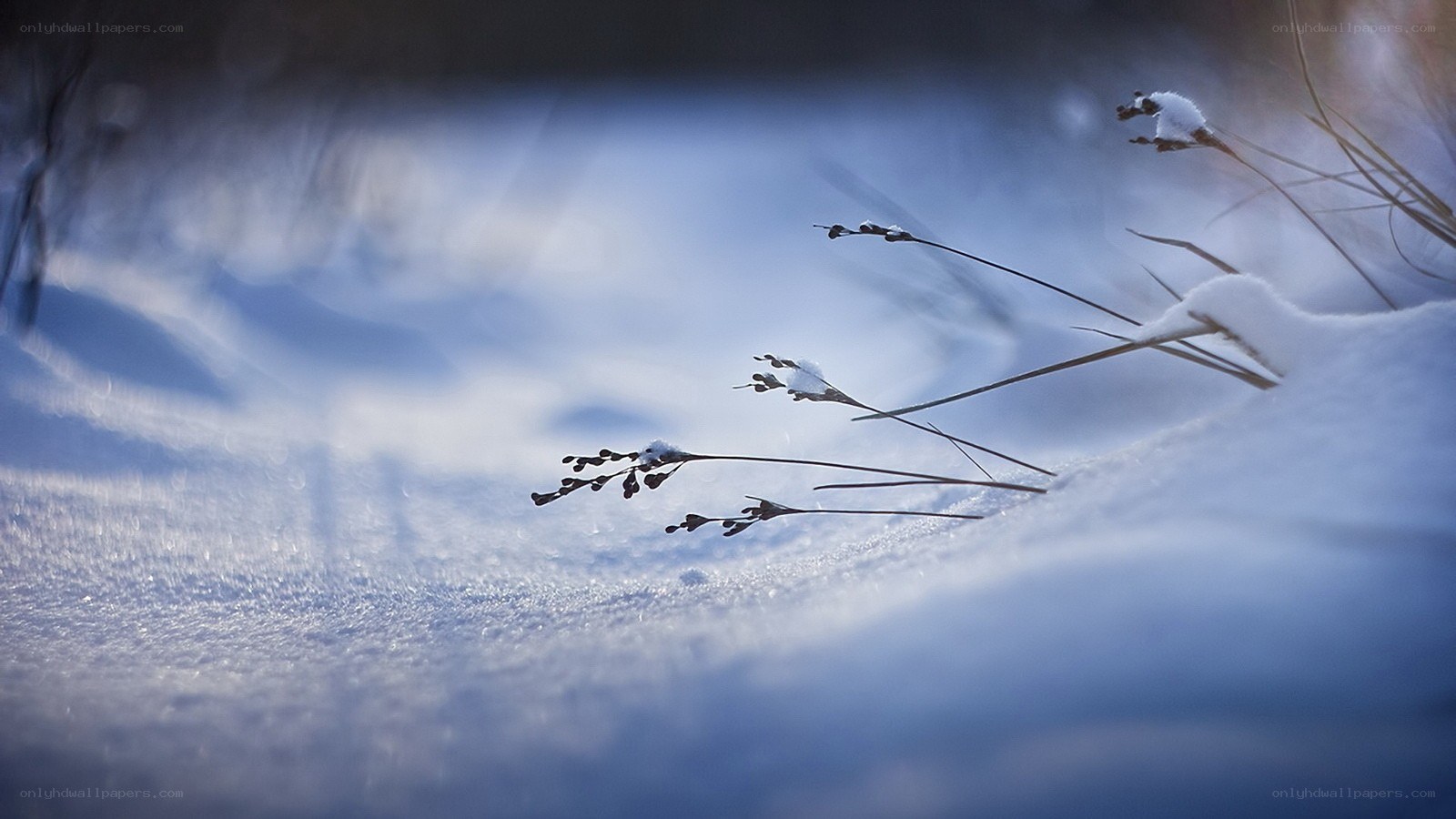 Snow-covered grass in winter