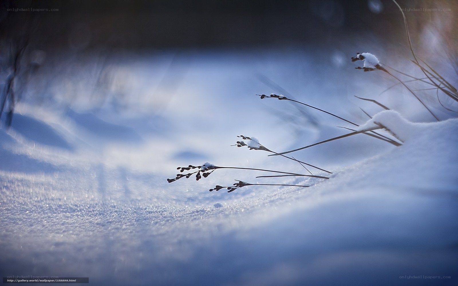 Snow-covered grass in winter