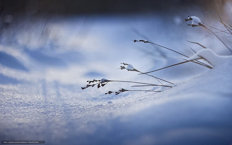 Snow-covered Grass Stems — Blue