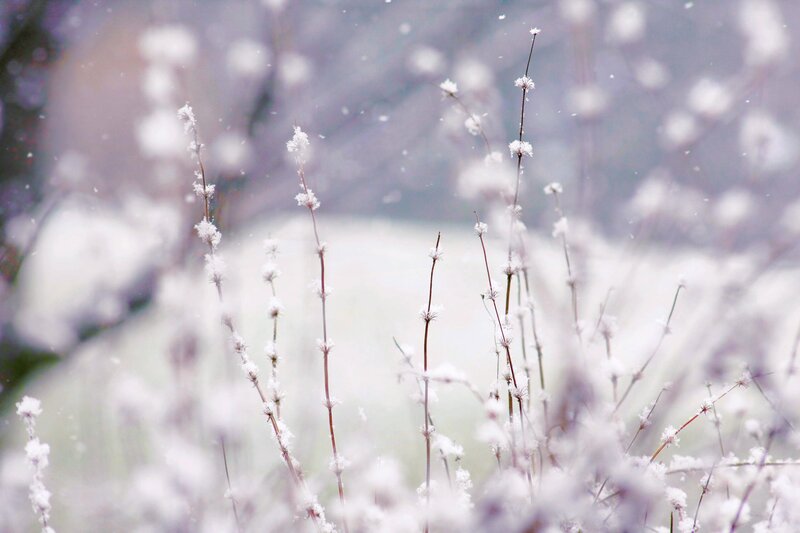Snow-covered Grass Stems — White, Serene, Winter