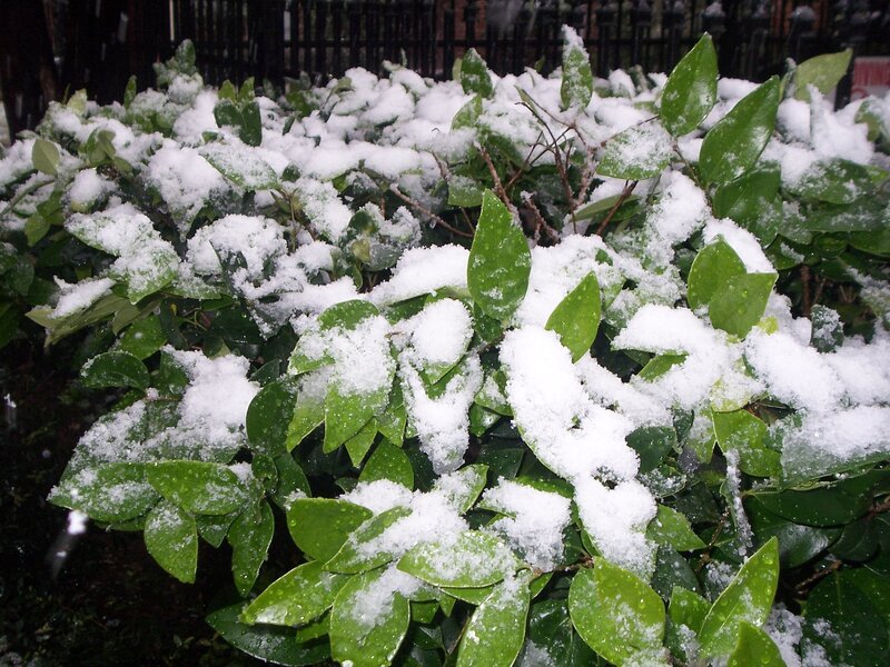 Snow-covered green bush