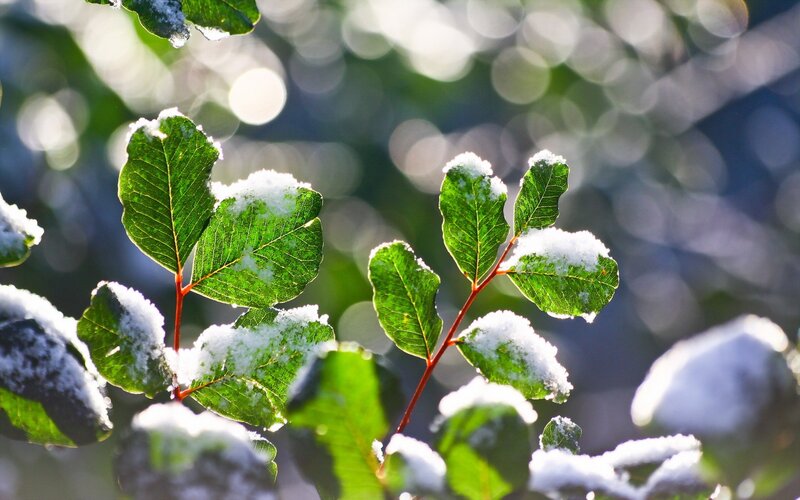 Snow-covered Green Leaves