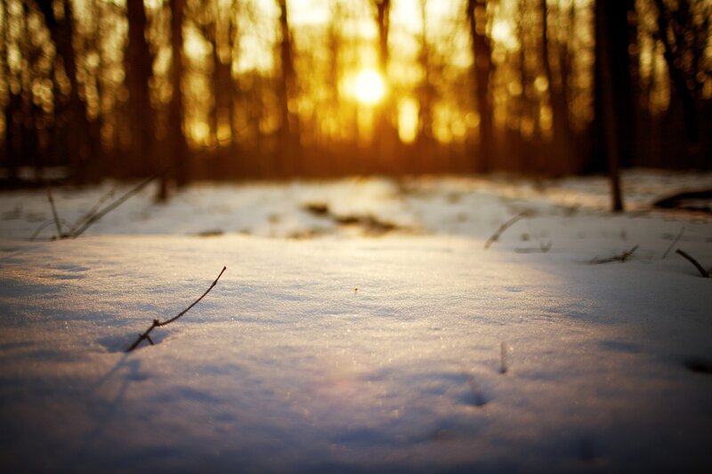 Snow-covered Ground in Forest