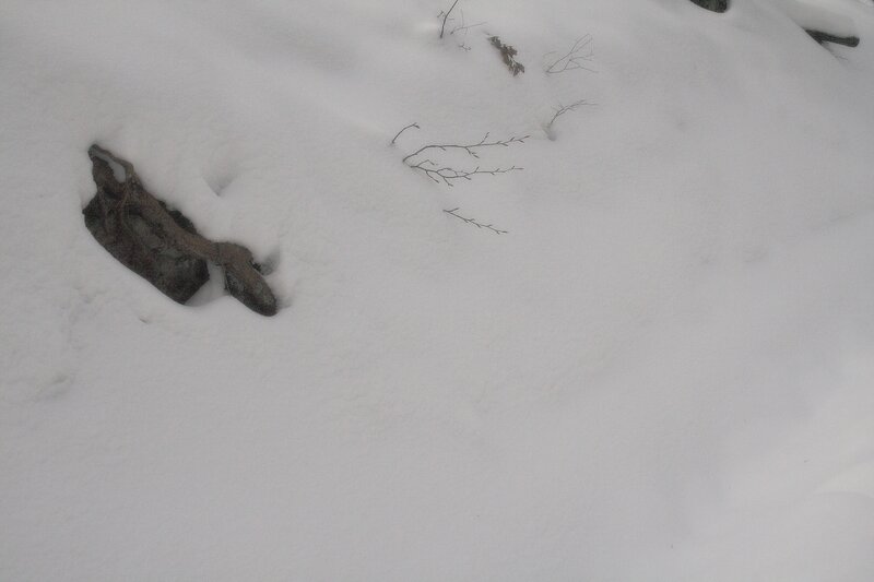 Snow-covered ground with rocks