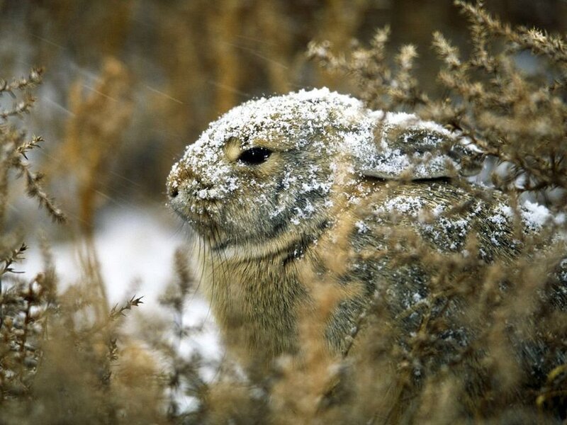 Snow-covered Hare