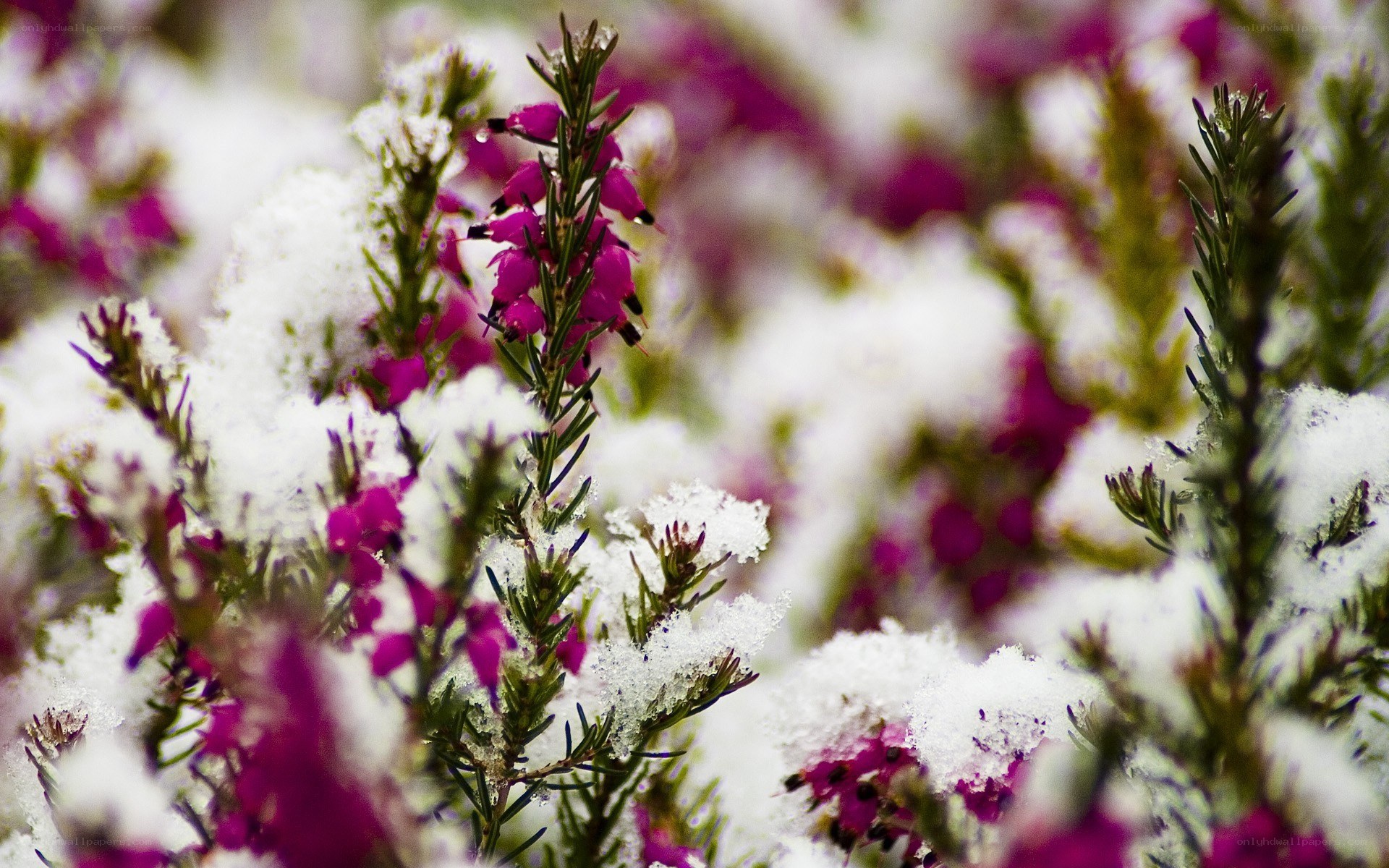 snow-covered heather flowers