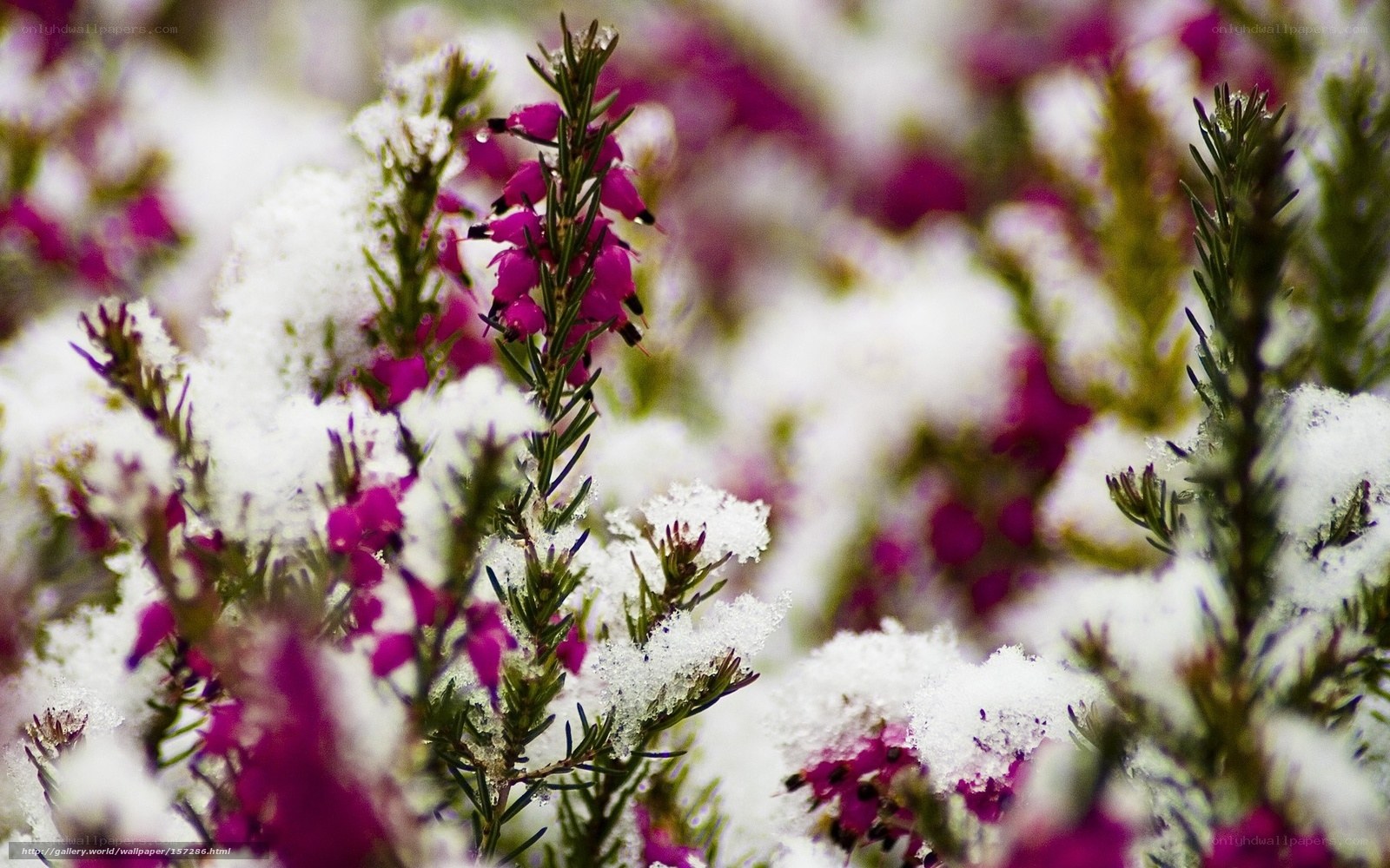 Snow-covered heather flowers