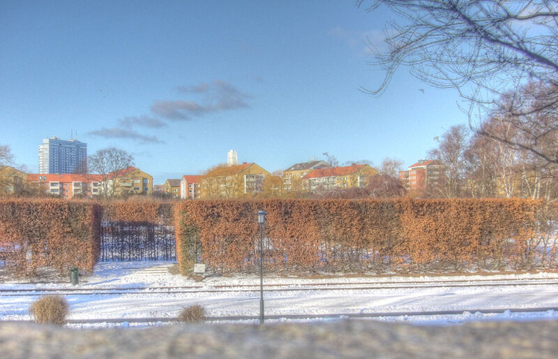 Snow-covered Hedge and Buildings