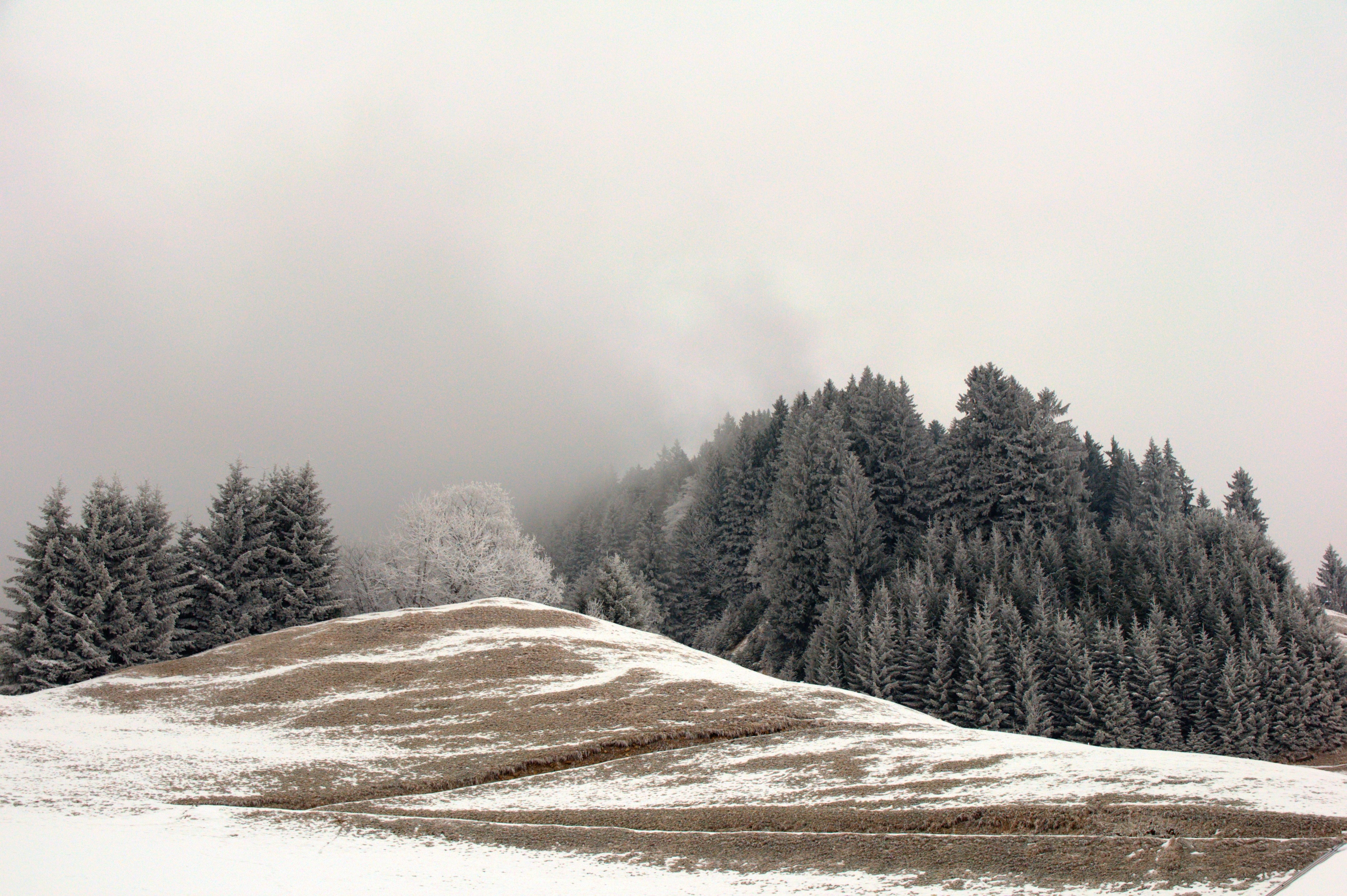 snow-covered hill with forest