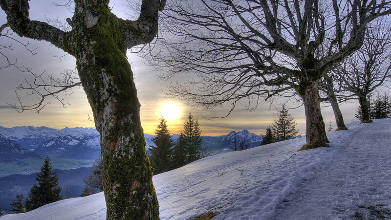 Snow-covered Hill with Trees — White, Serene
