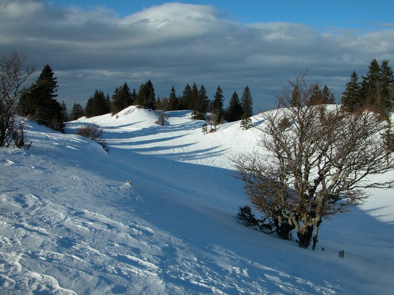 Snow-covered Hillside — White, Serene, Winter, Photograph, Trees