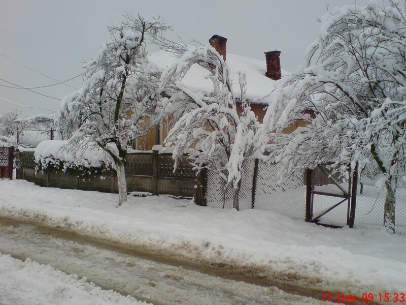 Snow-covered House and Trees — White, Cold