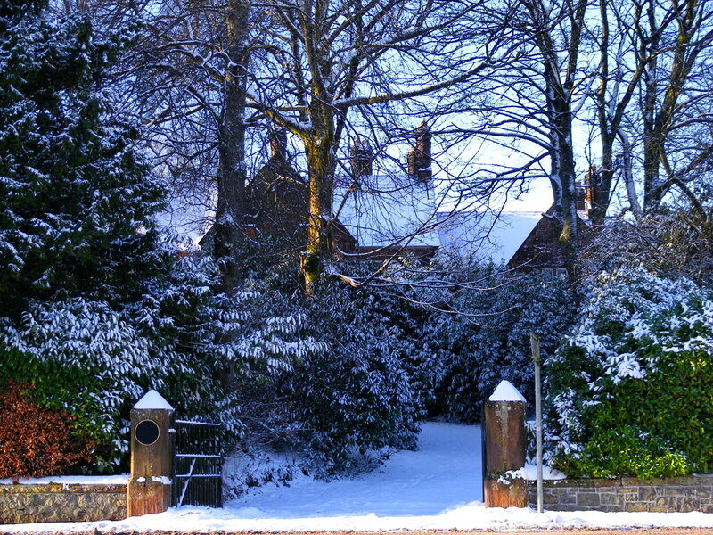 Snow-covered House and Trees — White