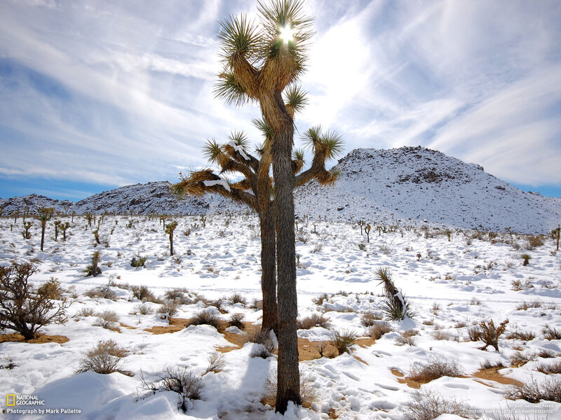Snow-covered Joshua tree landscape