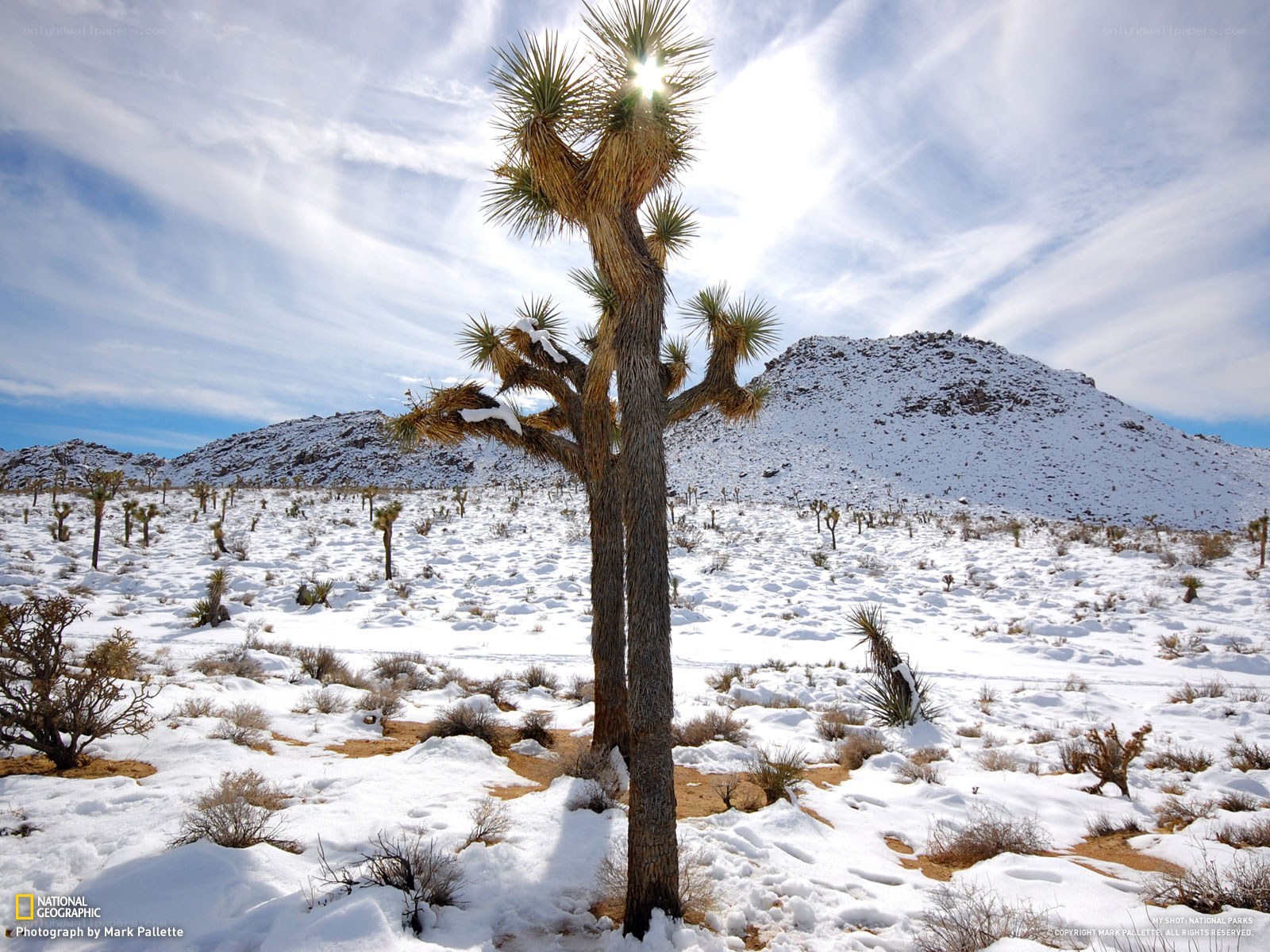 Snow-covered Joshua tree landscape