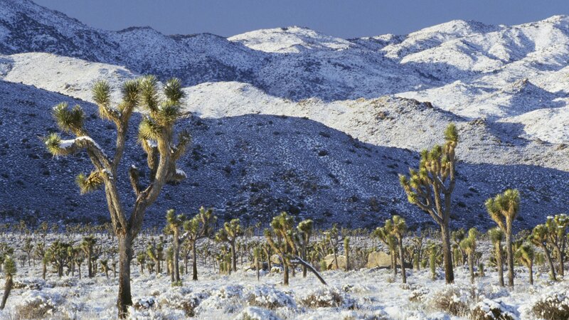 Snow-covered Joshua trees in desert