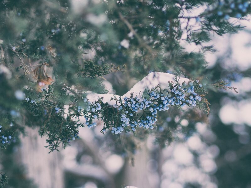 Snow-covered juniper branch