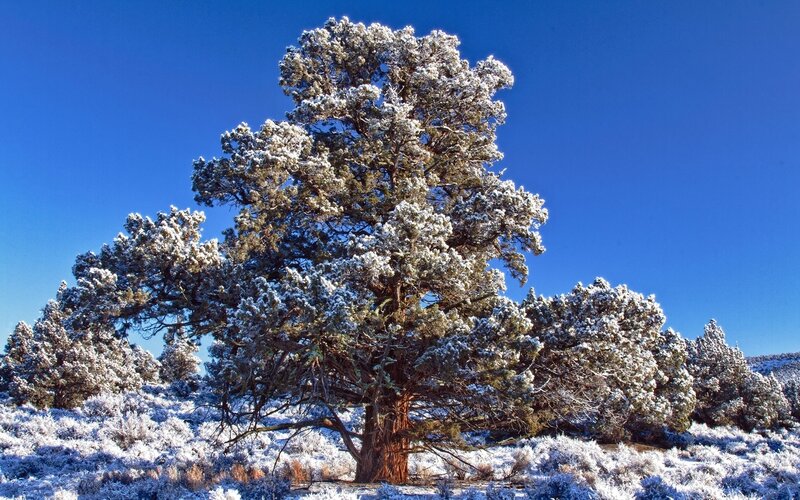 Snow-covered Juniper Tree — Blue, Serene