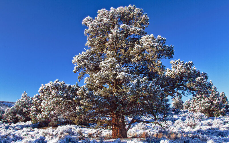 Snow-covered Juniper Tree — Blue