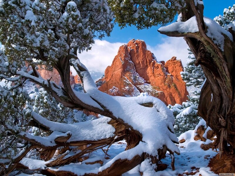 Snow-covered Juniper Tree
