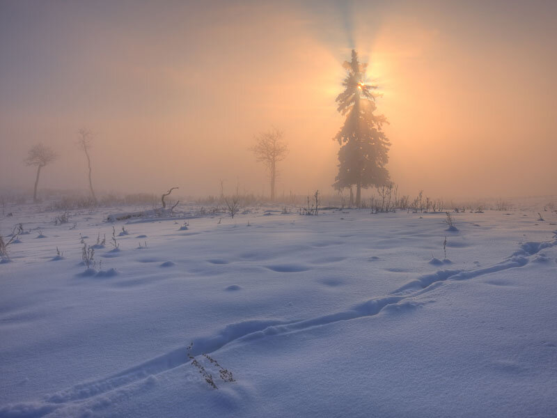 Snow-covered Landscape — White, Serene, Winter, Photograph, Trees