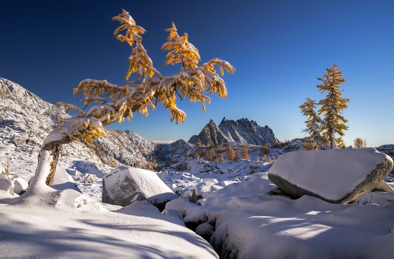 Snow-covered Larch Tree