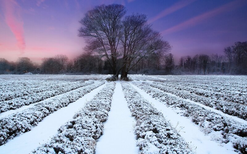 Snow-covered Lavender Field — Purple, Serene, Winter