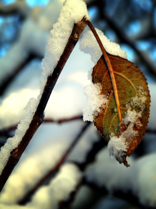Snow-covered leaf on a branch