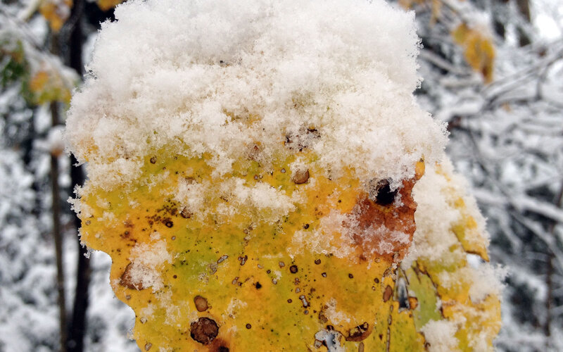 Snow-covered Leaf