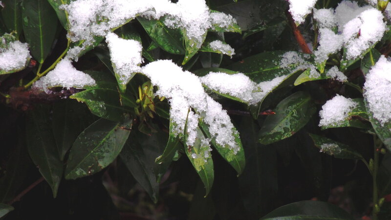 Snow-covered Leaves — Green, Calm