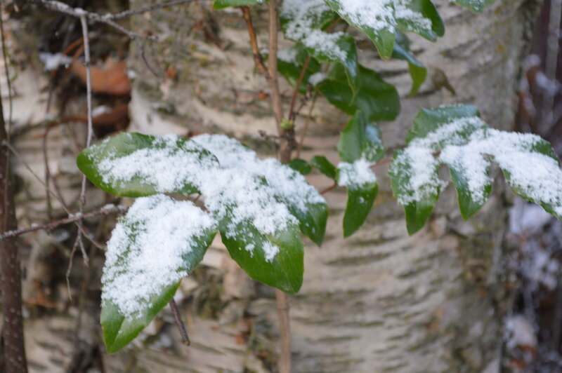 Snow-covered Leaves — Green