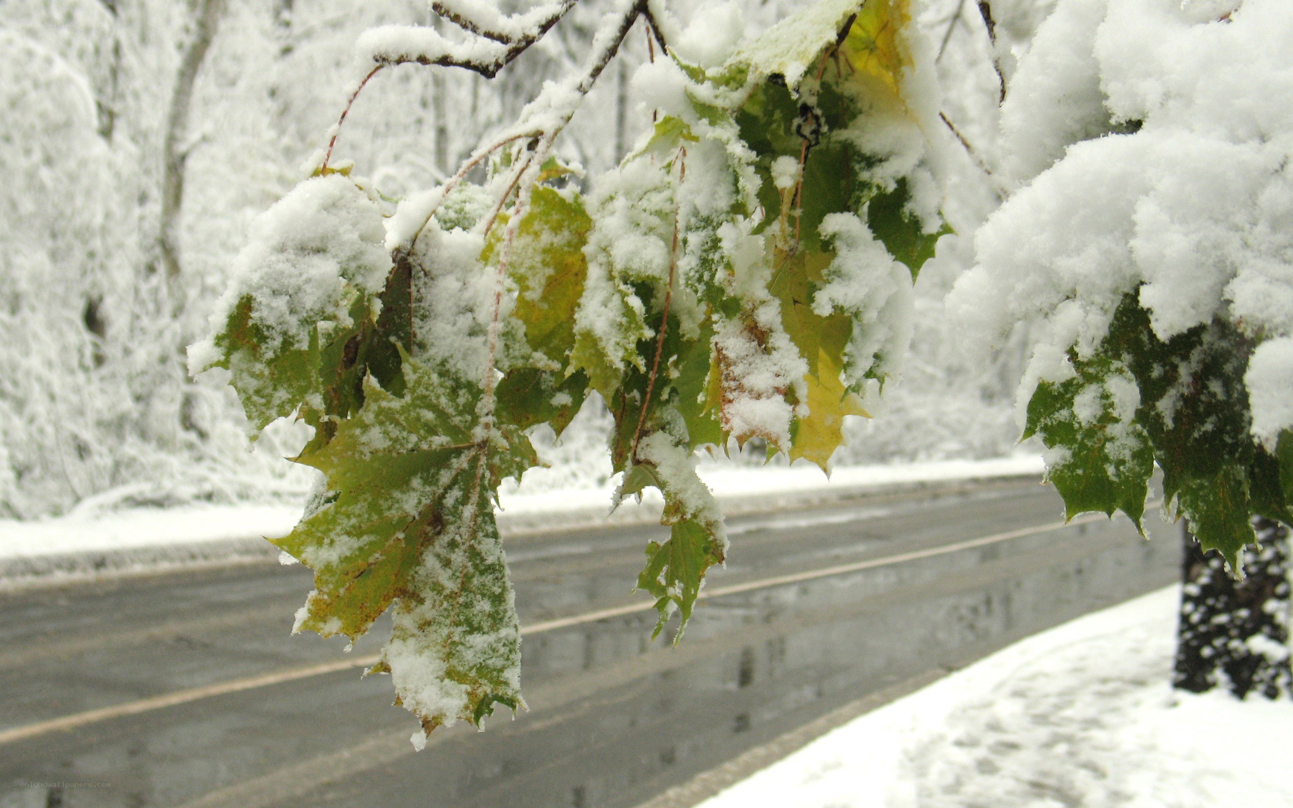 snow-covered leaves on a road